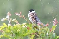 2025 05 20 Reed Bunting St Aidens Flood Yorkshire_81A3901