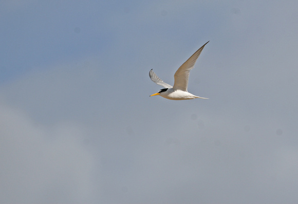 Little Tern Suffolk IMG_2580