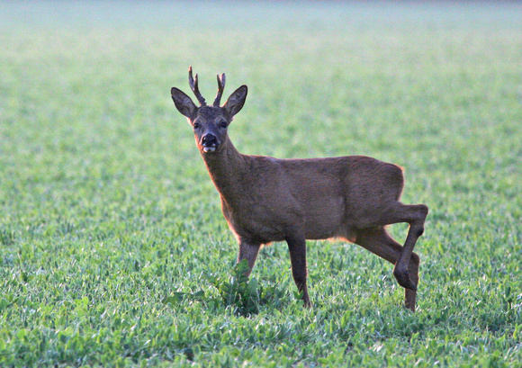 Roe Deer Norfolk IMG_0713