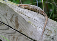 Common Lizard Suffolk IMG_2498