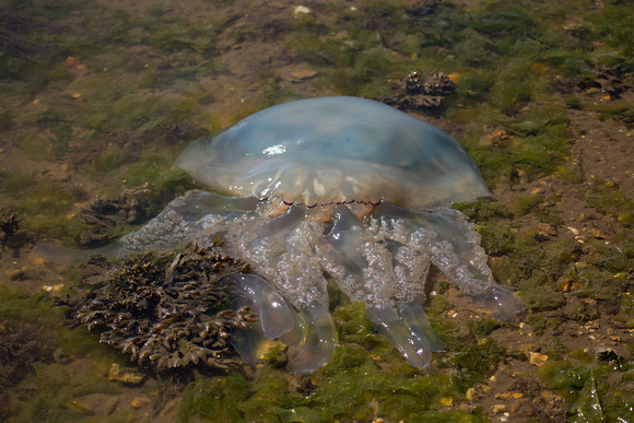 Barrel Jellyfish Dorset_Z5A5434
