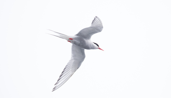 2022 07 22 Arctic Tern Summer Isles Sutherland Scotland_Z5A8308
