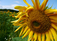 Sunflowers NorfolkP1030710