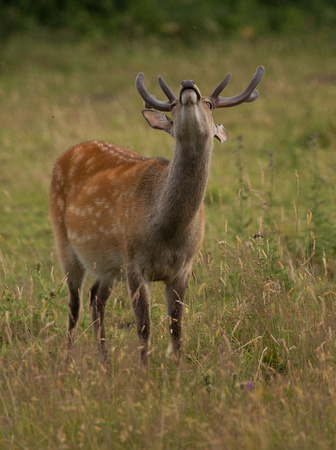 Sika Deer Dorset_Z5A5385