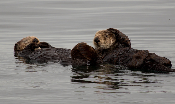 Sea Otter California_Z5A2481