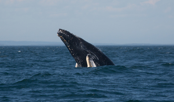 Humpback Whale off Grand Manan Island New Brunswick Canada_Z5A1827