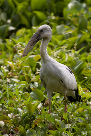 Asian Openbill Stork Sri Lanka_MG_3278