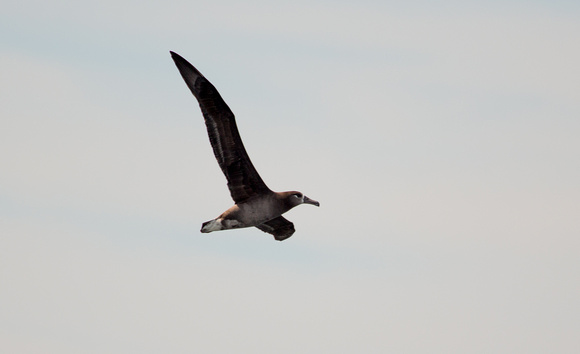 Black footed Albatross California_Z5A6465