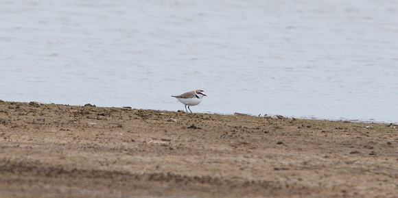 2022 04 12 Kentish Plover Cley NWT Norfolk_Z5A9432