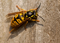 German Wasp Queen Norfolk_MG_4470
