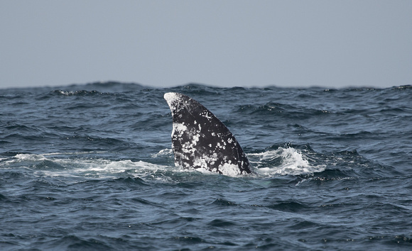 Grey Whale California_Z5A5445