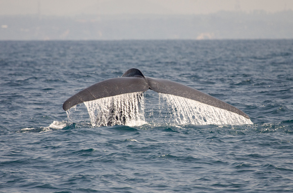 Blue Whale Sri Lanka_MG_0538