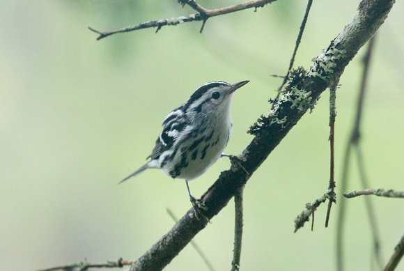 Black and White Warbler Maine USA_Z5A5346