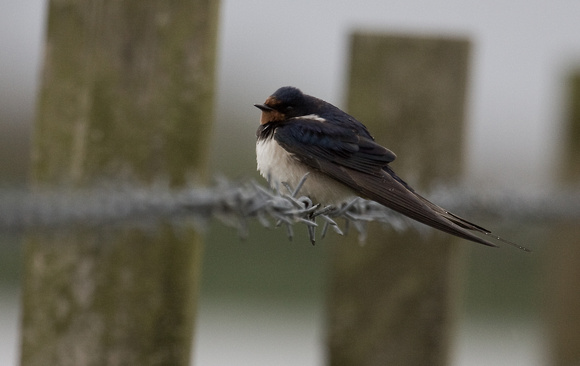 Swallow Norfolk_MG_0302