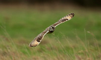 2022 02 08 Short eared Owl St Benets Abbey Norfolk_Z5A4244