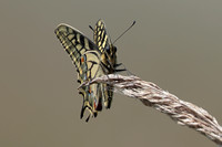 2025 06 21 Swallowtail Hickling NWT Norfolk_81A1332