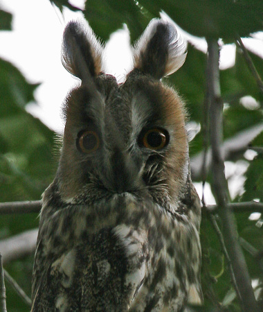 Long eared Owl Hungary IMG_3362