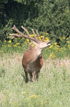 2022 07 05 Red Deer Knepp West Sussex_Z5A7017