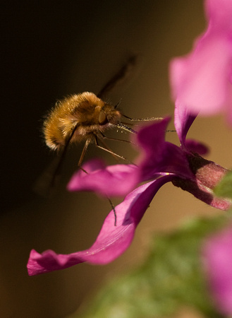 Bee Fly Norfolk_MG_4743