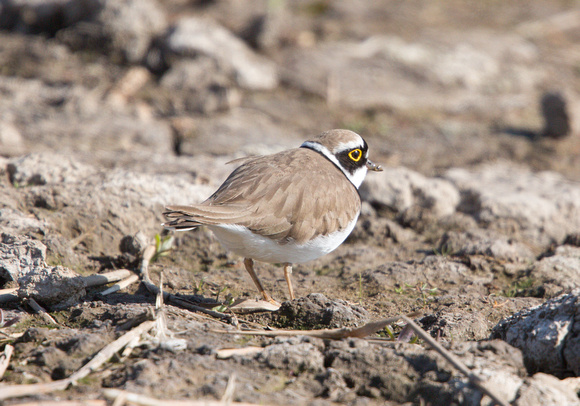 2022 04 24 Little Ringed Plover Titchwell RSPB Norfolk_Z5A0077
