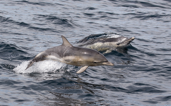 Common Dolphin Scotland_Z5A6953