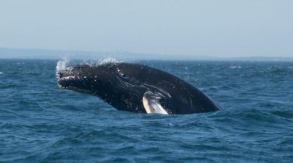 Humpback Whale off Grand Manan Island New Brunswick Canada_Z5A1828