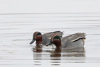 2025 12 04 Teal Buckenham Norfolk_81A4149