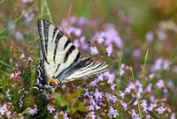 Scarce Swallowtail France IMG_4962
