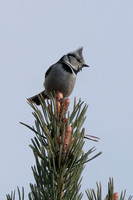 2025 04 14 Crested Tit Carrbridgel Highland Scotland_81A0710
