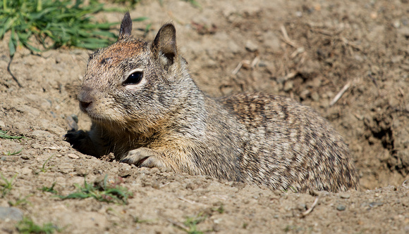 California Ground Squirrel California_Z5A0826