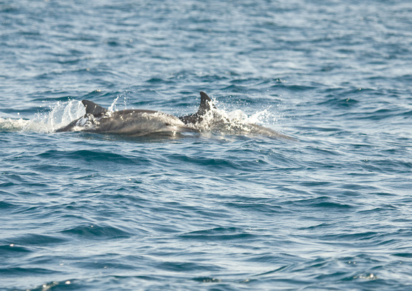 Indio Pacific Bottlenose Dolphin Sri Lanka _MG_1611
