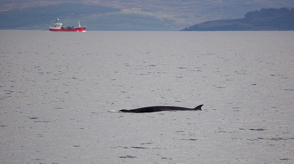 Minke Whale  Scotland_Z5A7336