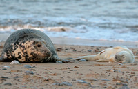 Grey Seals Norfolk IMG_6811