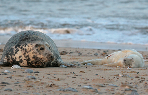 Grey Seals Norfolk IMG_6811