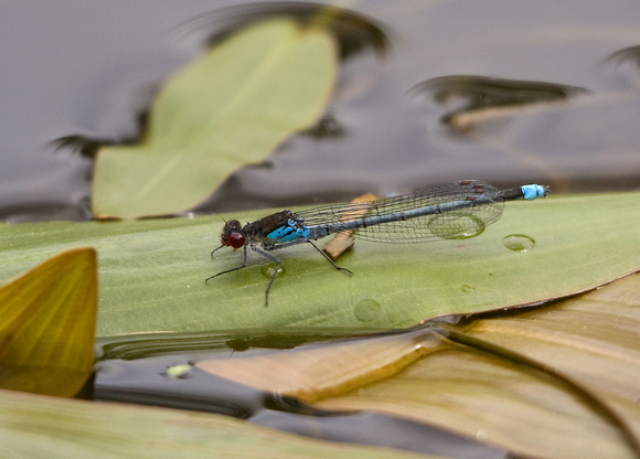 Red eyed Damselfly Norfolk_MG_2055