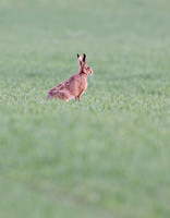 Hare Norfolk IMG_8615