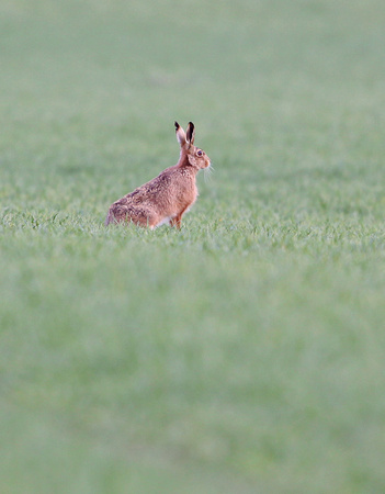Hare Norfolk IMG_8615
