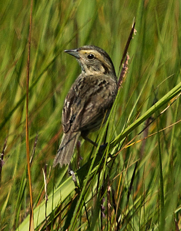Nelson's Sparrow Grand Manan New Brunswick Canada_Z5A1335