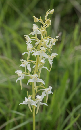2022 06 01 Greater Butterfly Orchid Parkgate Down Kent_Z5A2981