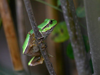 Tree Frog Hungary IMG_1026