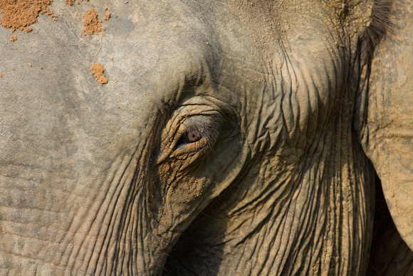 Indian Elephant Sri Lanka_MG_2497