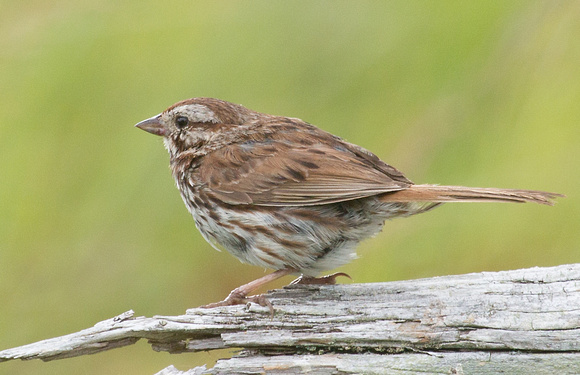 Song Sparrow Grand Manan New Brunswick Canada_Z5A3490