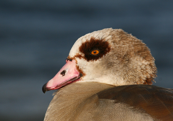 Egyptian Goose Norfolk IMG_4107