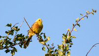Yellow Bunting Norfolk 4