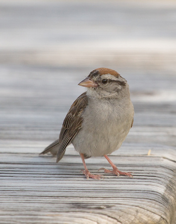 Field Sparrow Maine USA_Z5A5389