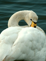 Whooper Swan Norfolk IMG_7581
