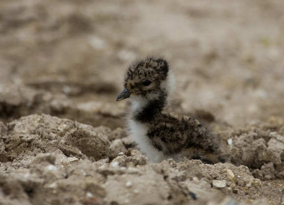 Lapwing chick Norfolk_MG_9828