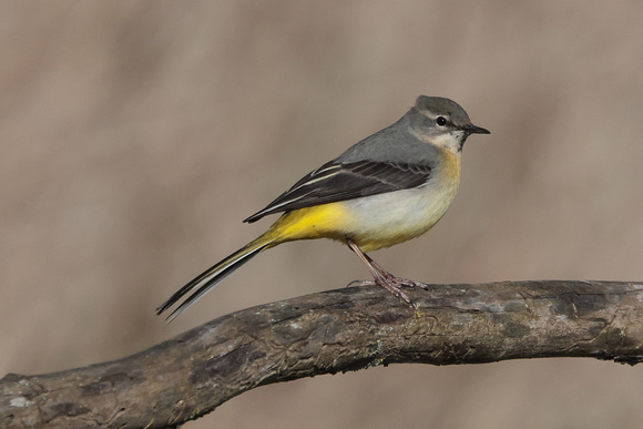 2025 03 14 Grey Wagtail Mildenhall Suffolk_81A1403