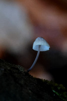 2024 11 17 Fungi sp Holt CP Holt Norfolk_81A2749
