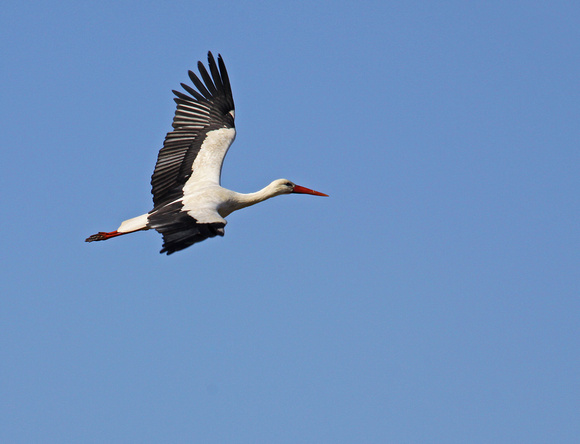 White Stork France IMG_4190